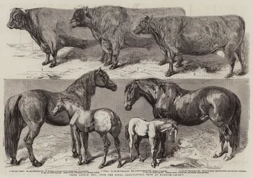 Preisrinder usw., von der Königlichen Landwirtschaftsausstellung in Warwick